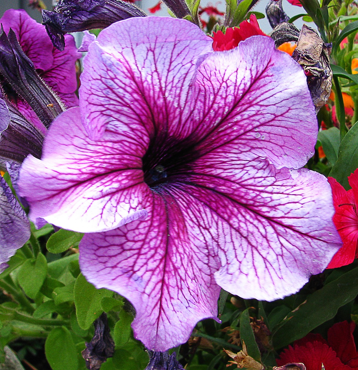 petunia-pink-flower-free-photo-on-pixabay-pixabay