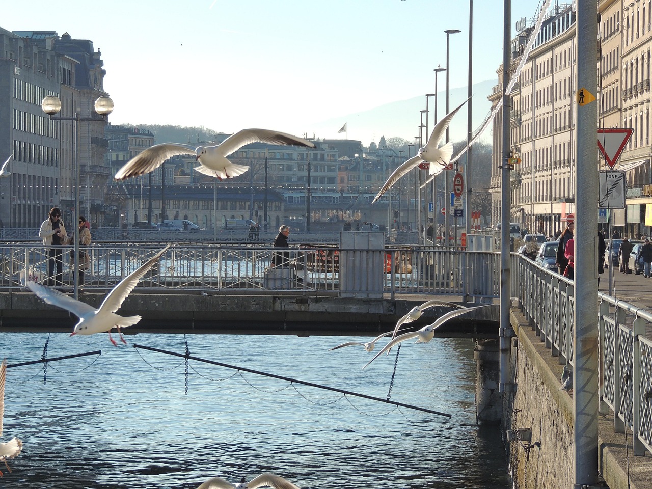 Laussane Switzerland Seagulls - Free photo on Pixabay - Pixabay