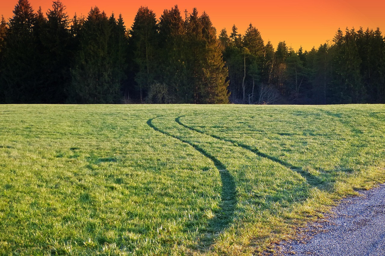 Prairie Foret Prairie Sens Des Arbres - Photo gratuite sur Pixabay - Pixabay