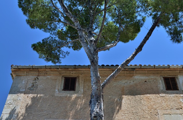 Mallorca, Spanje, Europa, Huis, Boom