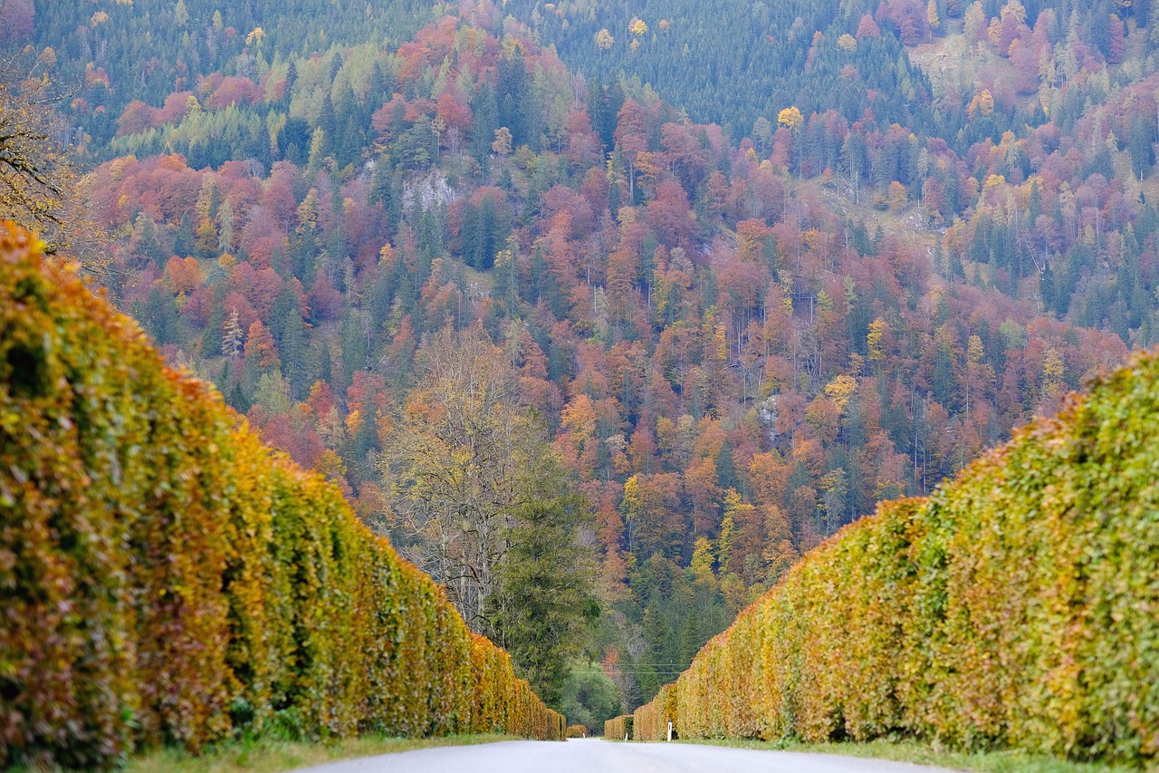 Road - free online jigsaw puzzle photo