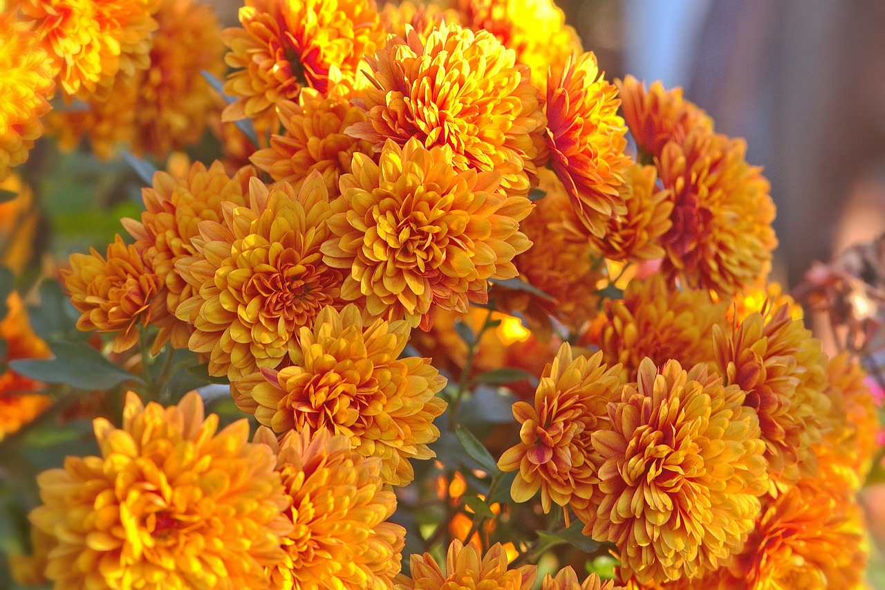 Chrysanthemums Flowers Plant Free photo on Pixabay Pixabay