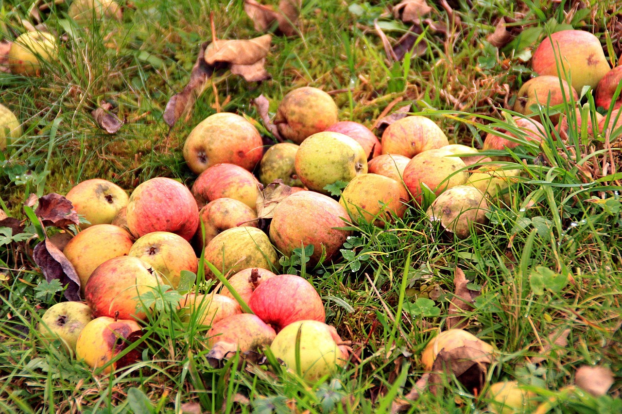 What To Do With Apples That Fall Off The Tree 8 Clever Ideas Home
