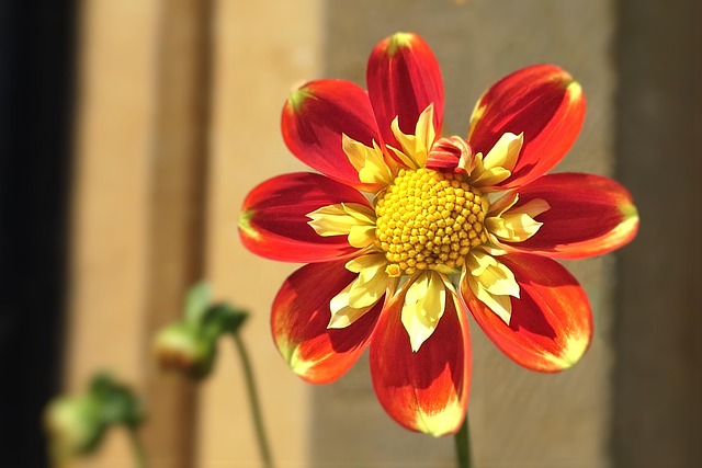 Free Dahlia Flower photo and picture