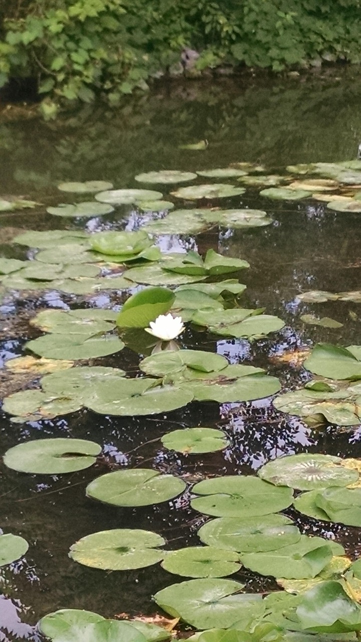 Lily Pads Pond Free photo on Pixabay Pixabay