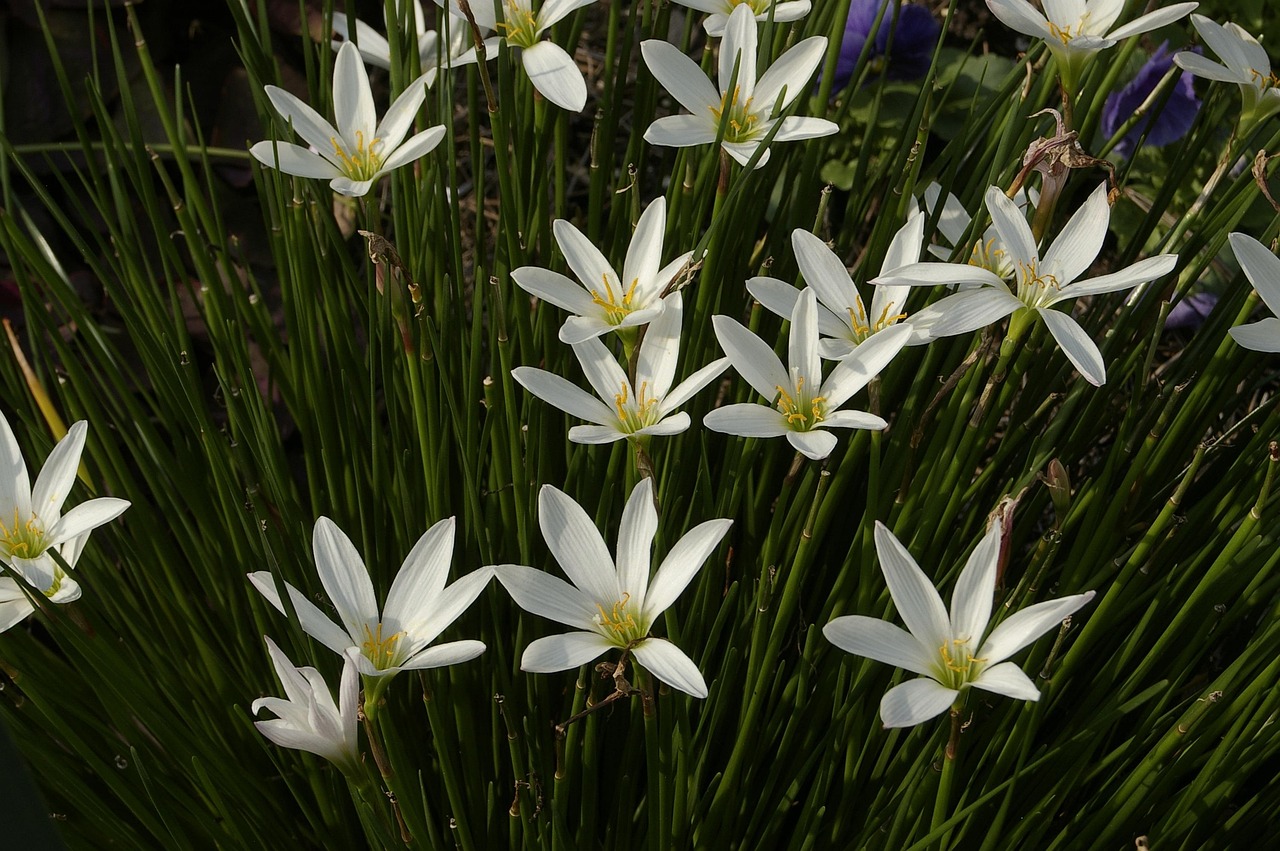 Nature Fleurs Fleurir - Photo gratuite sur Pixabay - Pixabay