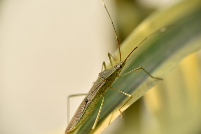 Free Macro Nature photo and picture
