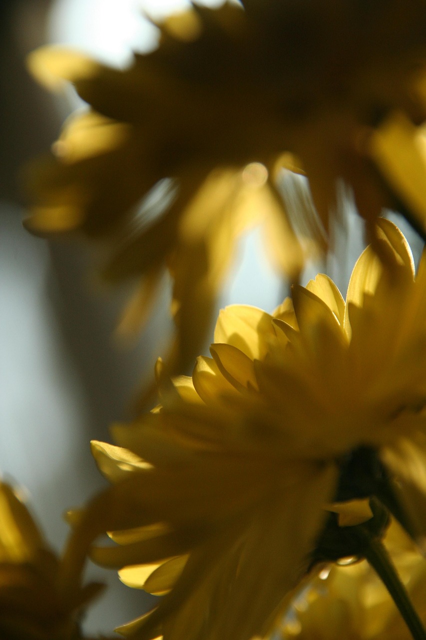 Flowers Underneath Bloom Free photo on Pixabay Pixabay