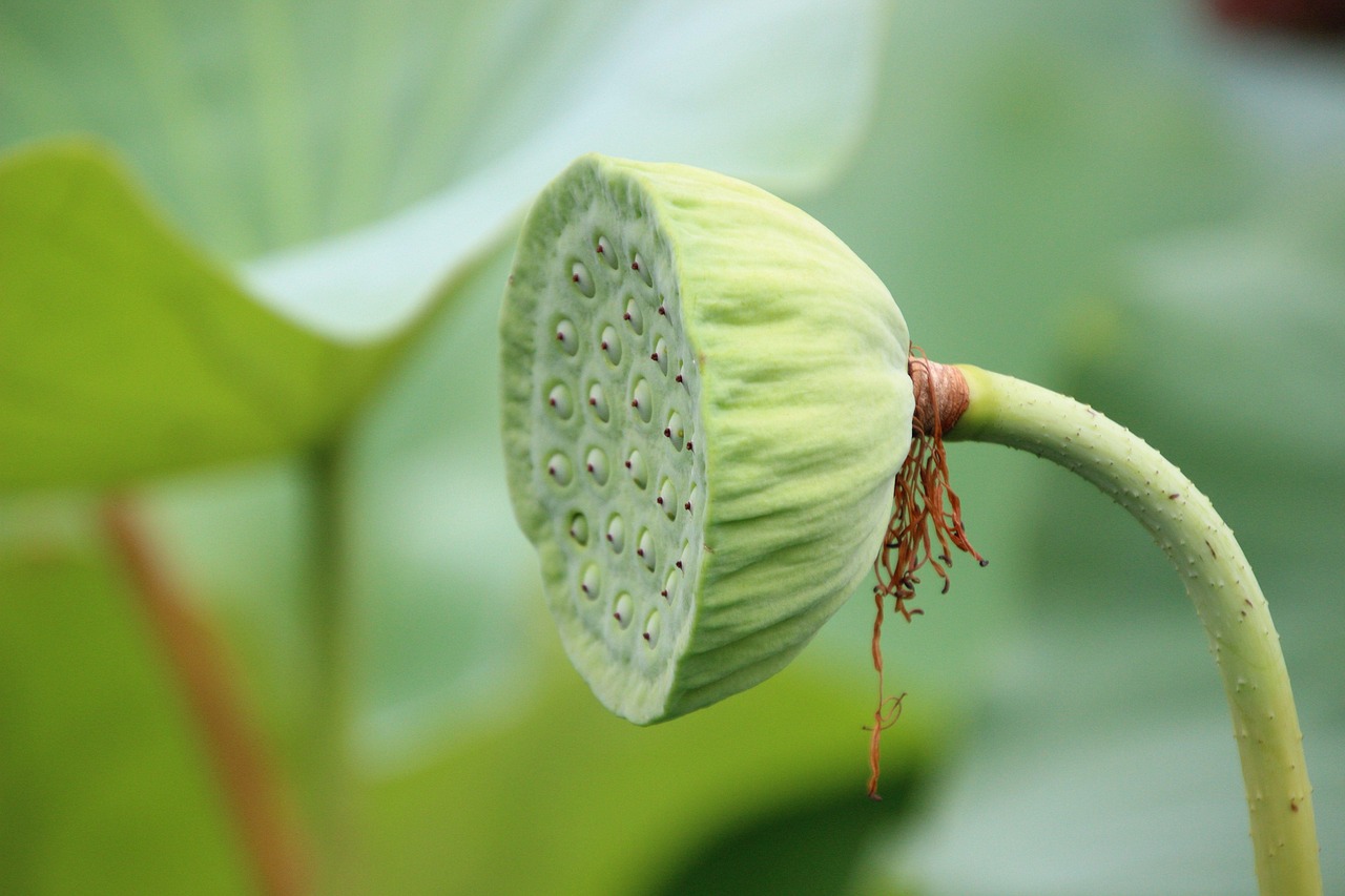 Lotus Seed Pod Plant Aquatic - Free photo on Pixabay