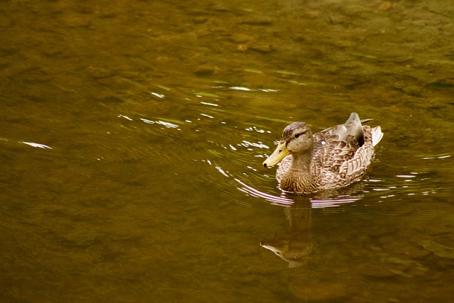 Free Duck Mallard photo and picture