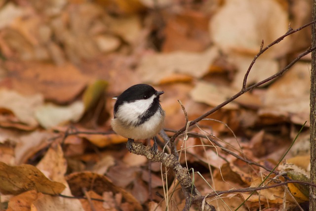 Free Chickadee Bird photo and picture