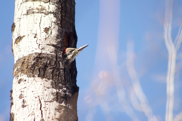 Free Pileated Woodpecker Bird photo and picture