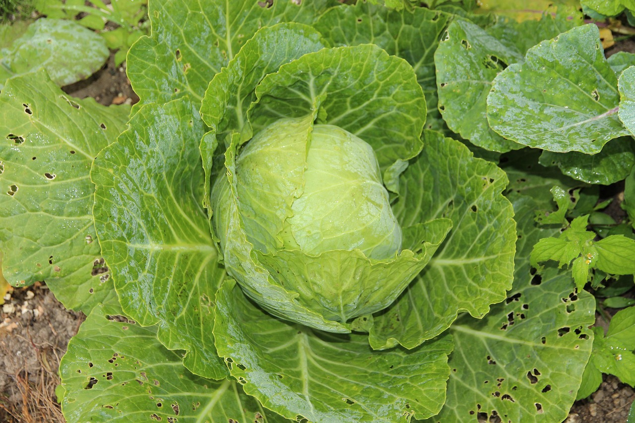 Cabbage White Vegetable Free photo on Pixabay Pixabay