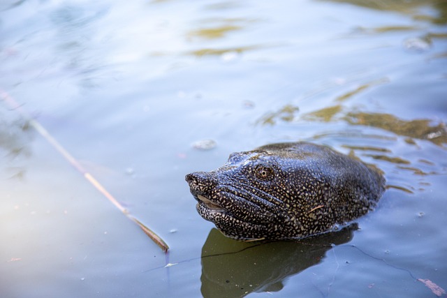 Free Turtle Reptile photo and picture