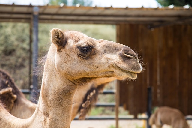 Free Camel Head photo and picture