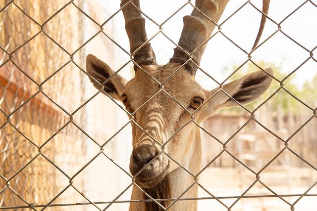 Free Ibex Zoo photo and picture