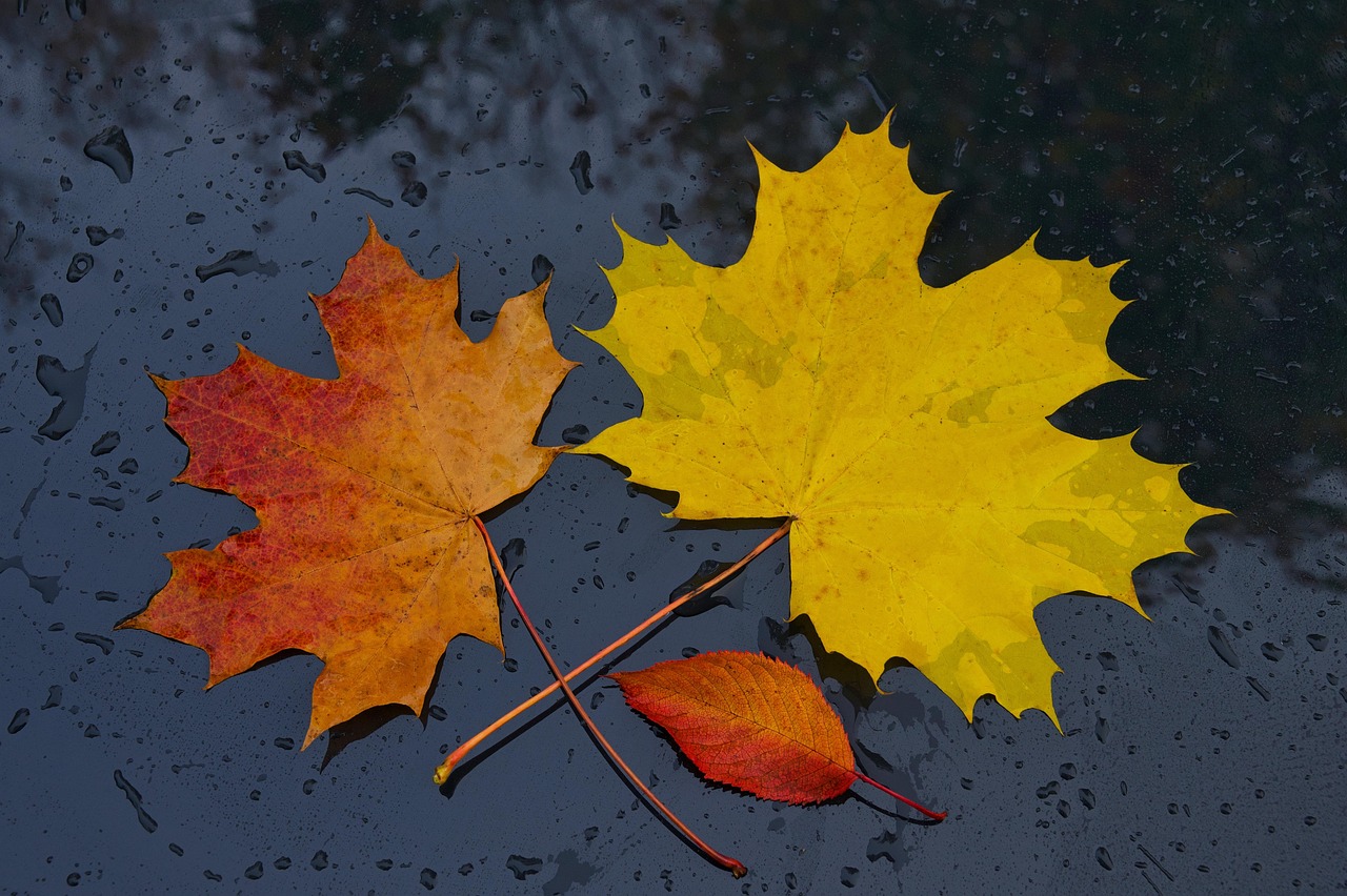 Leaves Fall Foliage Autumn - Free photo on Pixabay - Pixabay