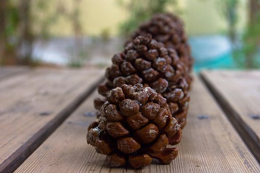 Free Tap Pinecone photo and picture