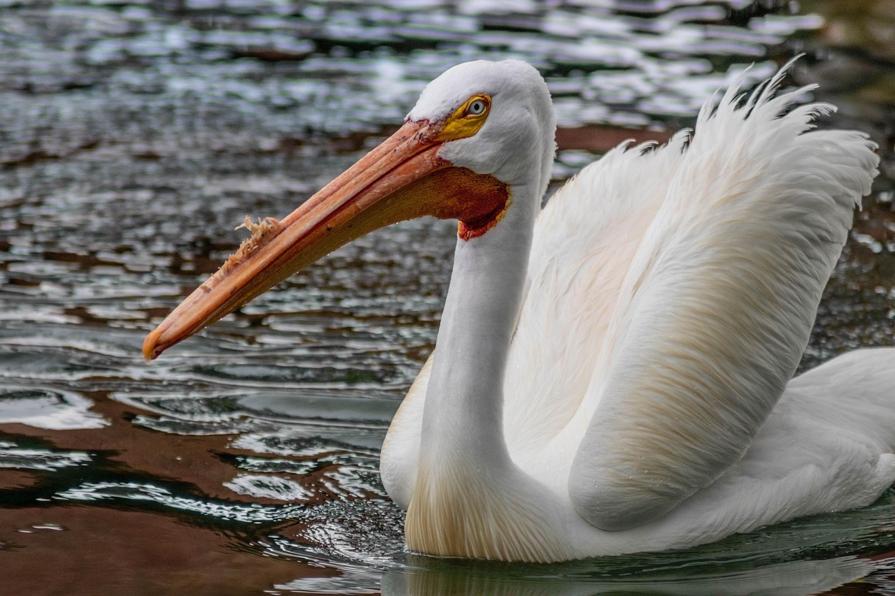 Pelican - free online jigsaw puzzle photo
