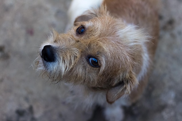 Hund, Kæledyr, Dyr, Husdyr, Hunde