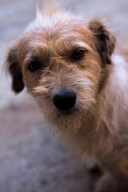 Hund, Kæledyr, Dyr, Husdyr, Hunde