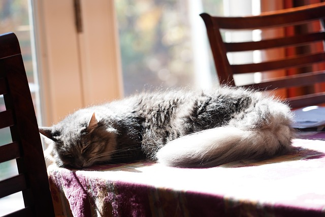 Free Cat Grey photo and picture