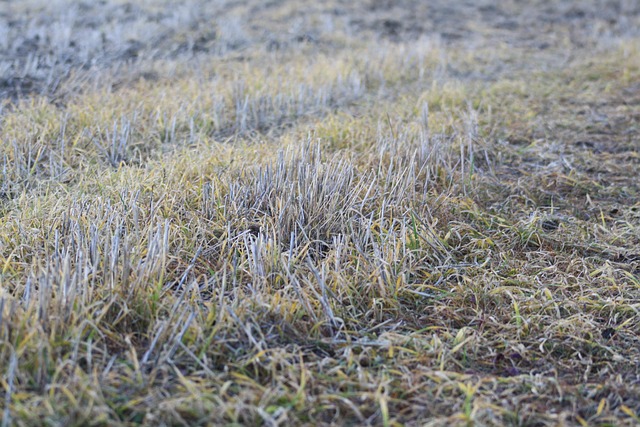 Campo, Hierba, Agricultura