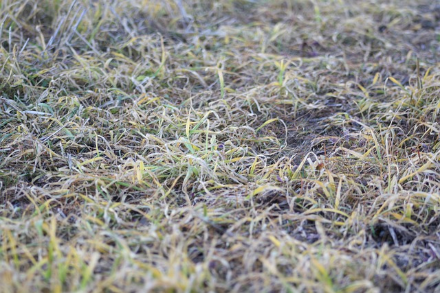 Campo, Hierba, Agricultura