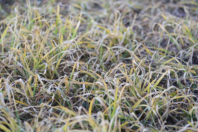 Campo, Hierba, Agricultura