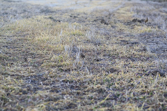 Campo, Hierba, Agricultura