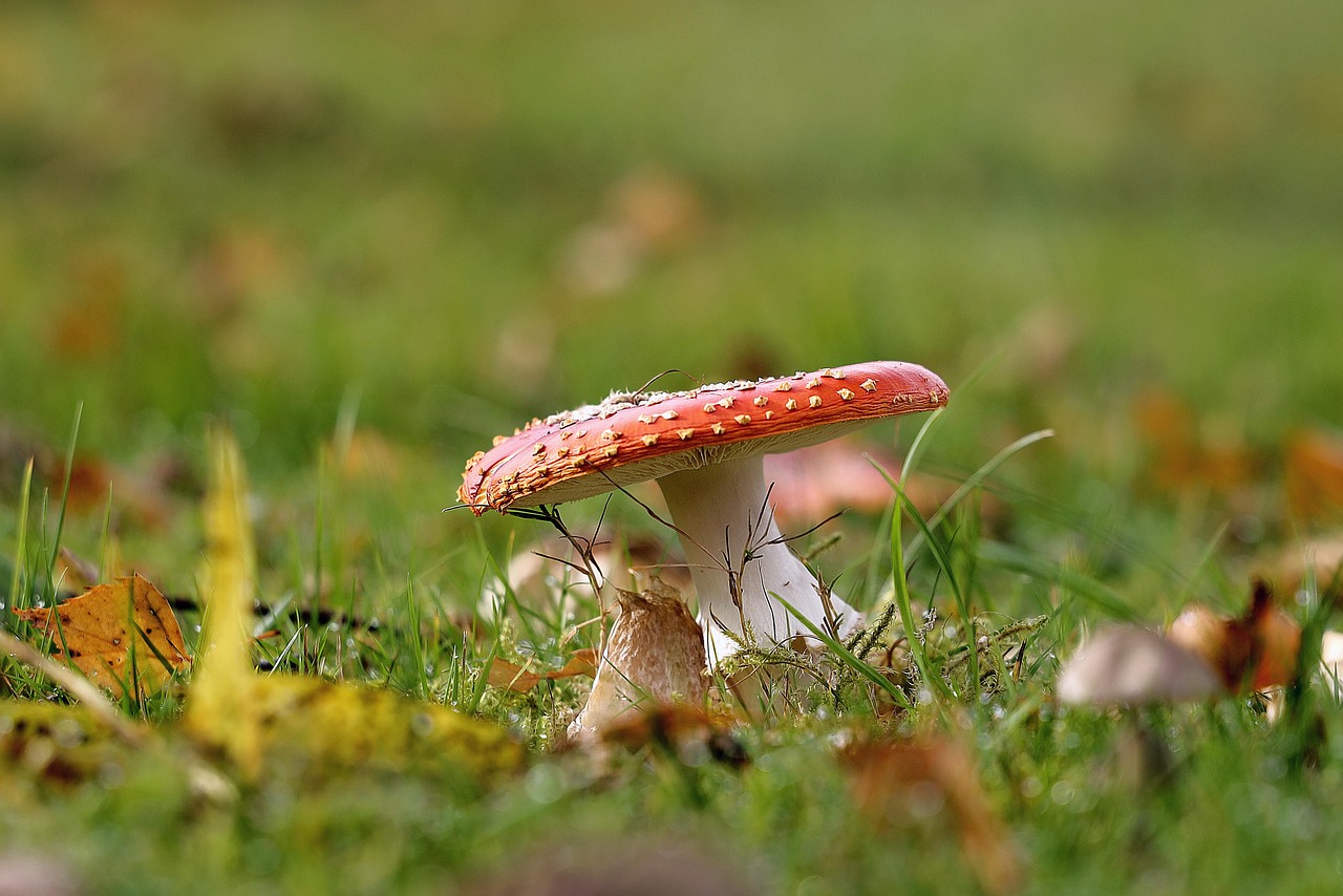8,000+ Free Mushroom Forest & Mushroom Images Pixabay