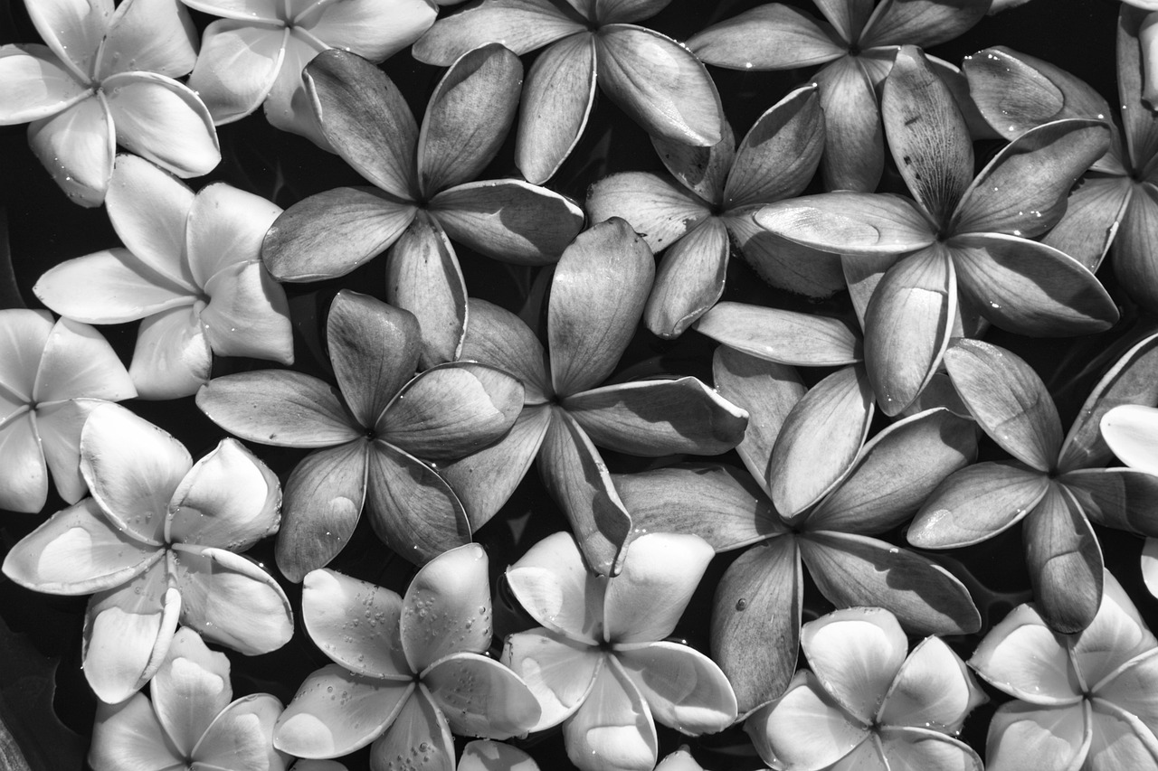 Flowers Petals Bloom Free photo on Pixabay Pixabay