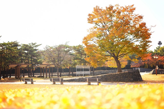 Herbst, Park, Bäume, Bänke, Gras
