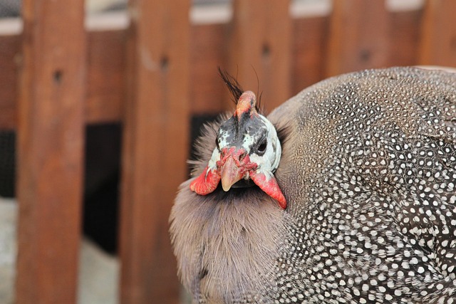 Perlhuhn, Vogel, Natur, Tier
