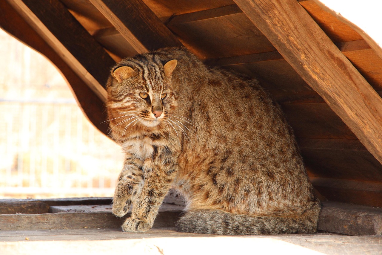 20+ kostenlose Amur-Leopard und Leopard-Bilder - Pixabay