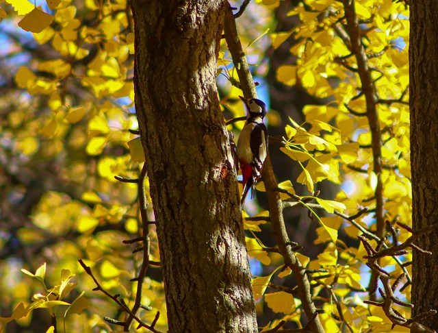 Free Great Spotted Woodpecker Bird photo and picture