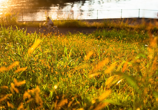 Free Sunset Sunny photo and picture
