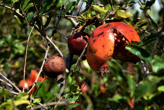 Granatapfel, Reif, Frucht, Baum, Rot