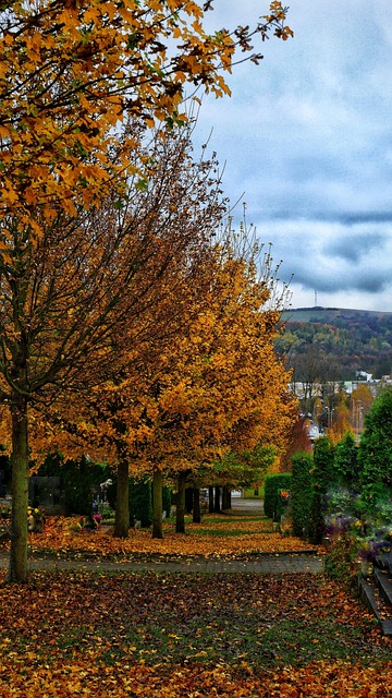 Gasse, Herbst, Bäume, November, Blätter