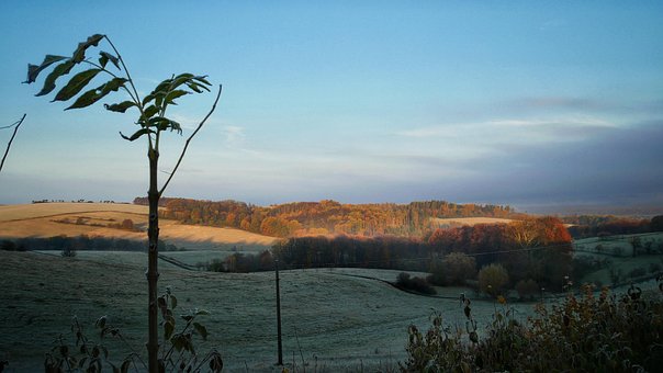 Natur, Herbst, Wiese, Hintergrund, Zweig