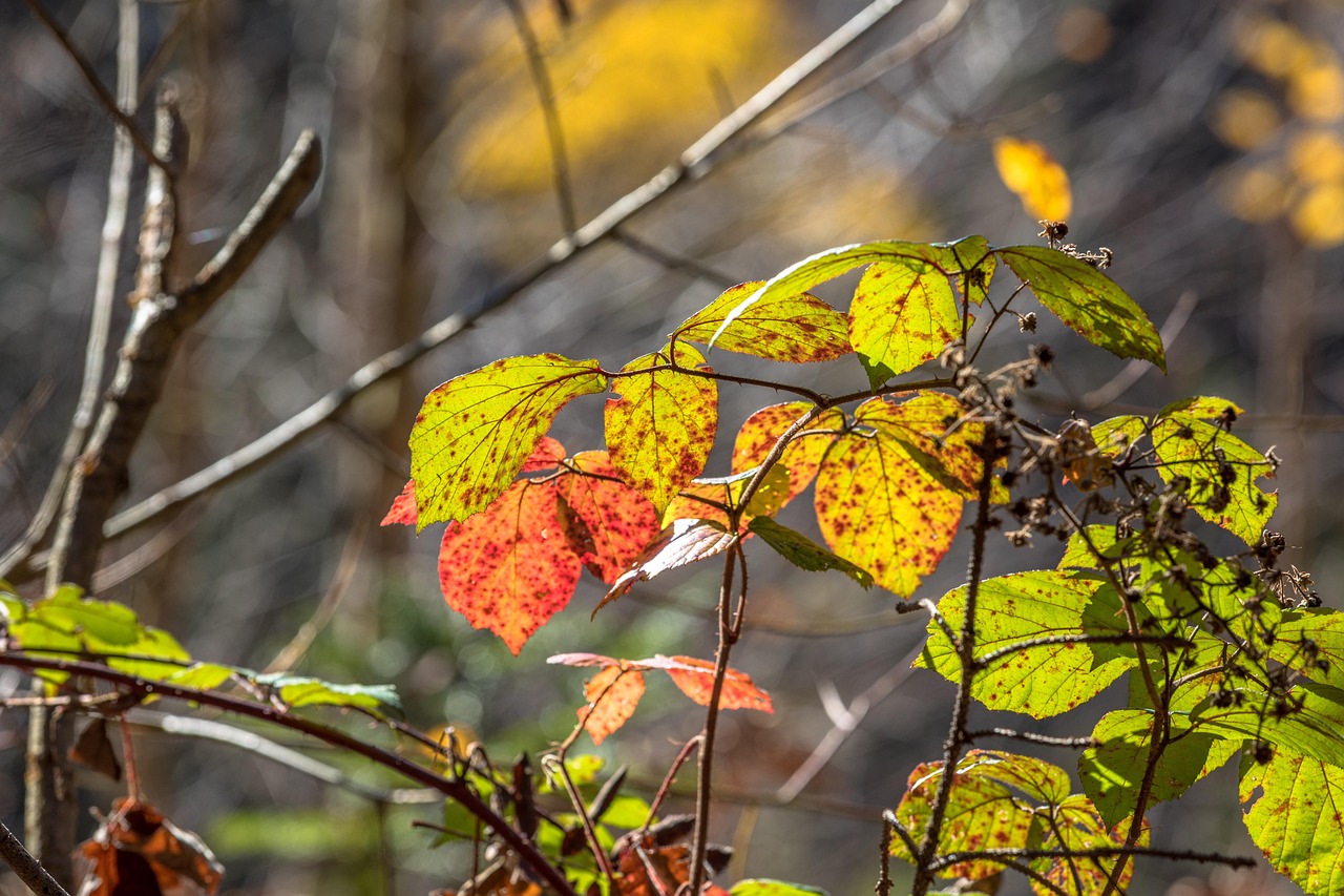 秋天 树叶 叶子 - Pixabay上的免费照片 - Pixabay