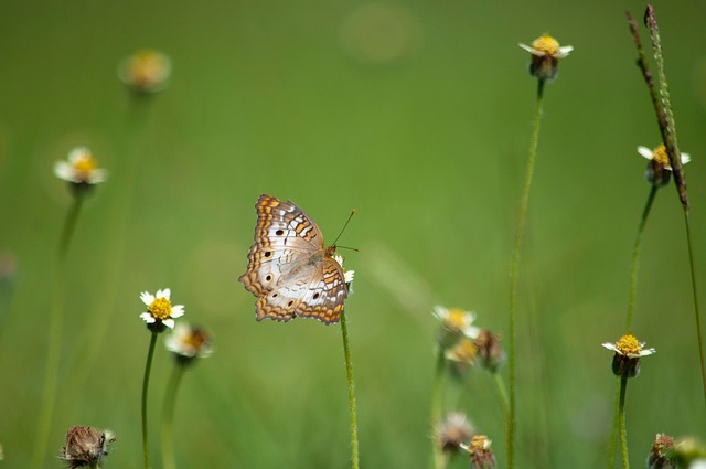 Free Butterfly Wildflowers photo and picture