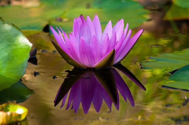 Free Water Lily Lotus Flower photo and picture