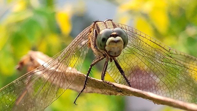 Free Dragonfly Skimmer photo and picture