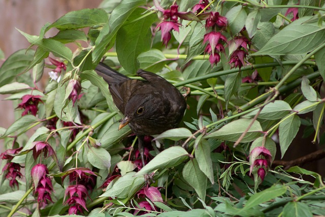 Free Blackbird Bird photo and picture