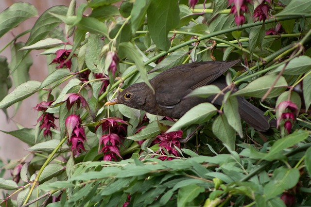 Free Blackbird Bird photo and picture