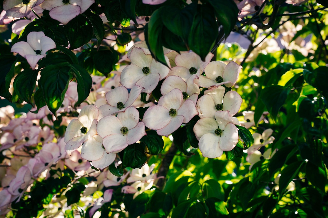 Dogwood Flowers Bush Free photo on Pixabay Pixabay
