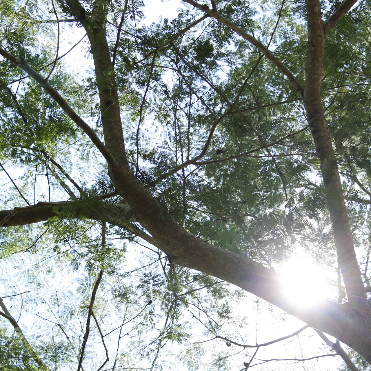 Sun Trunks Tree - Free photo on Pixabay - Pixabay