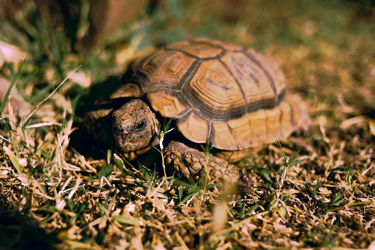 Tortoise - free online jigsaw puzzle photo