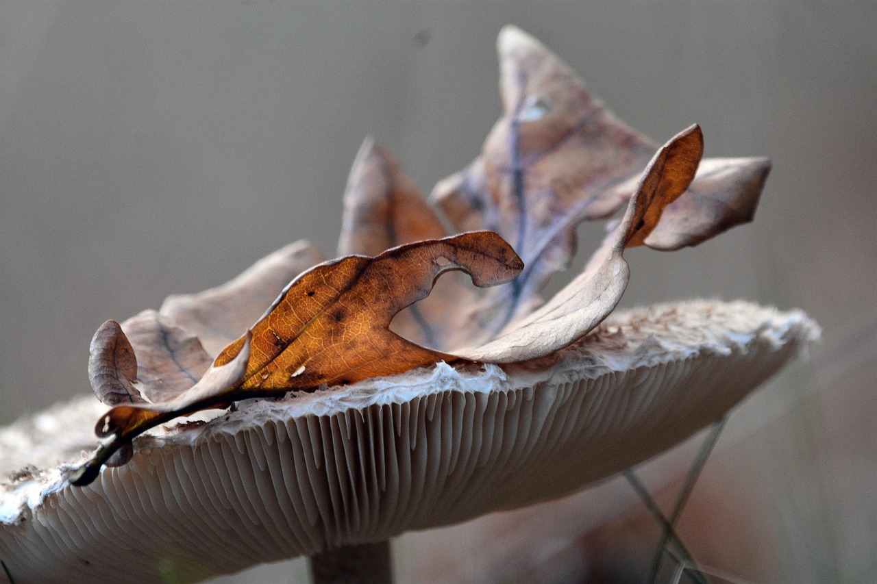 Page 3 - 300+ Free Fungine & Nature Images - Pixabay
